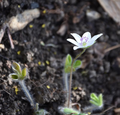 DSC_4720-Hepatica-weiß.JPG
