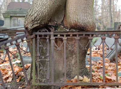 Baum-isst-Zaun.jpg