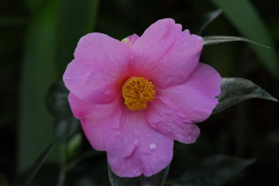 Camellia_Aunt__Mavis_9394_resize.JPG