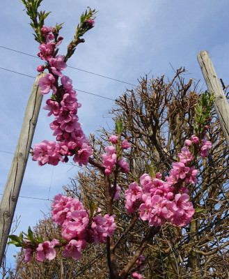 DSC07585.jpg