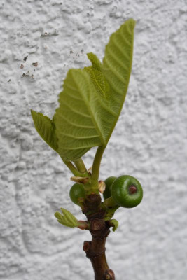 hochbeet, feigen, viola 007.JPG