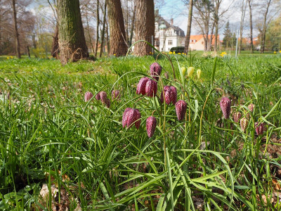 Fritillaria 13.4.21 ue.JPG