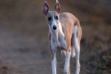 Thomalla_Hunde_27_forum.jpg