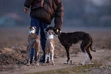 Thomalla_Hunde_20_forum.jpg