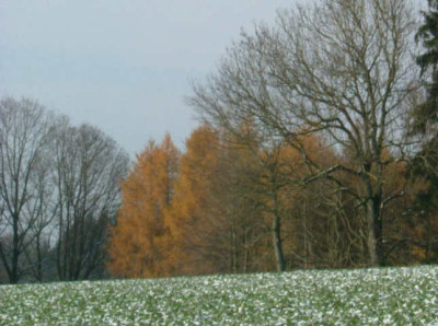 Larix_decidua.jpg