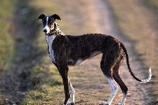 Thomalla_Hunde_04_forum.jpg