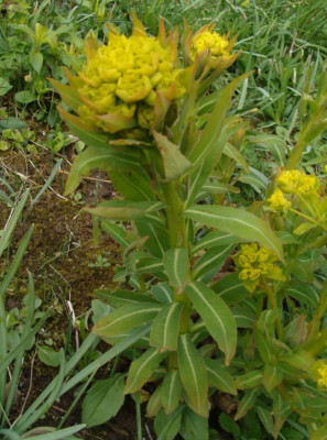 Euphorbia fragifera Knospen21.jpg