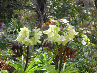 2021-04-11 Fritillaria raddeana 1.jpg