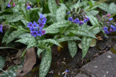 Pulmonaria_saccharata-TreviFountain.21-1.jpg