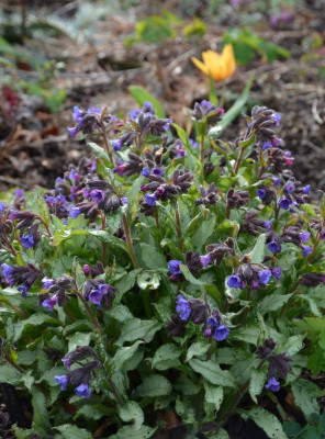 Pulmonaria_longifolia-DianaClaire.21-1.jpg