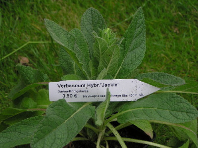 Verbascum-Info.jpg