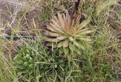 2020-09-14 Agave.jpg