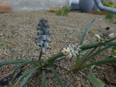 P1110333.JPG