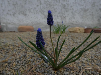 P1110335.JPG