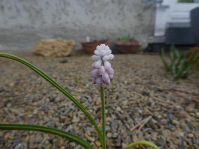 P1110336.JPG
