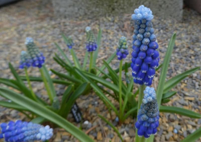 Muscari arm. 'Helena' 210413k.jpg