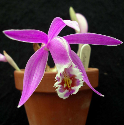 Pleione_Lassen_Peak_2007-11-23.JPG