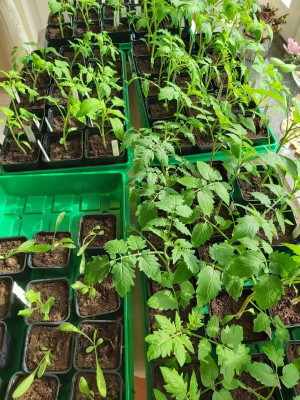 Tomaten 2020-04-14.jpg