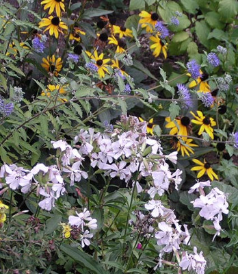 seifenblume.jpg
