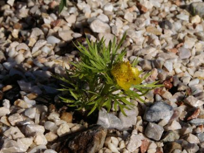 adonis_vernalis.JPG