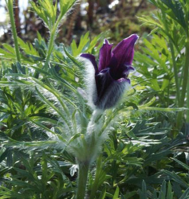 pulsatilla_spec..JPG