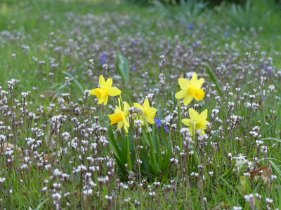 2021-04-14 Gartenimpressionen 3.jpg