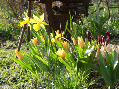 2021-04-14 Gartenimpressionen 4.jpg