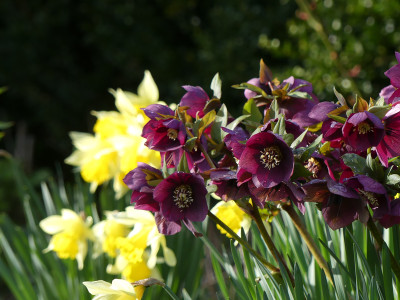 2021-04-14 Gartenimpressionen 5.jpg