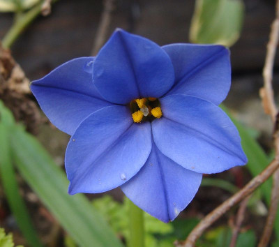 Ipheion Jessie19.jpg