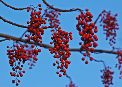 Idesia-polycarpa-Boga-211107.jpg