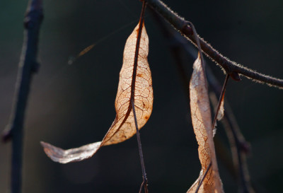 Tilia-Boga.jpg
