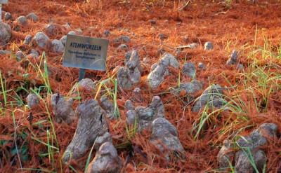Taxodium-distichum-Wurzeln.jpg