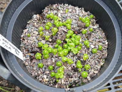 2021-04-15 Podophyllum hexandrum 1.jpg
