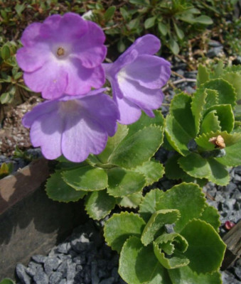 Primula x wockei21.jpg