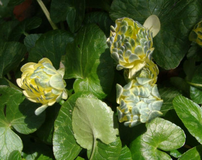 Ficaria verna Sämling21-6.jpg