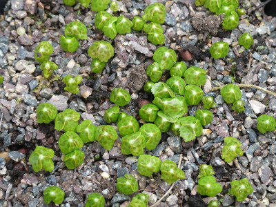 2021-04-15 Podophyllum hexandrum 2.jpg