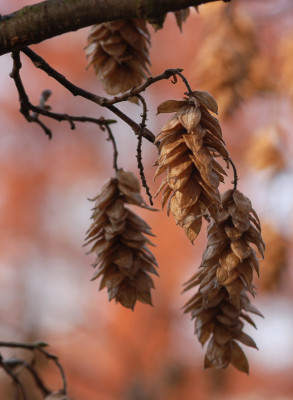 Ostrya-carpinifolia-Boga-211107.jpg