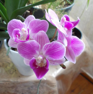 DSCN2761_Phalaenopsis-Hybride.jpg