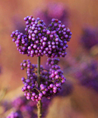 Callicarpa-Boga-211107.jpg