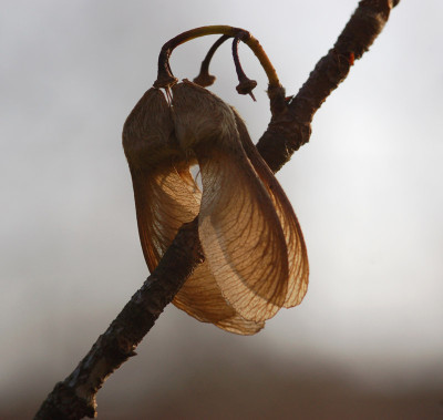 Acer-diabolicum-Boga-211107-1.jpg