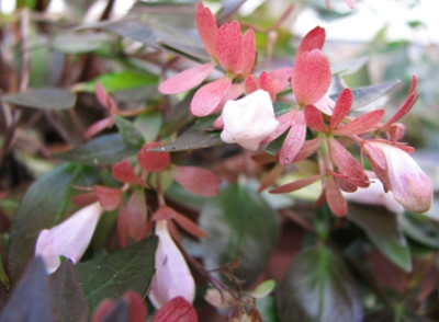 5789_Abelia_.....JPG