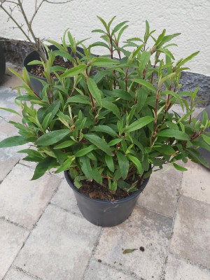 Cistus purpureus 2021-04-16.jpg