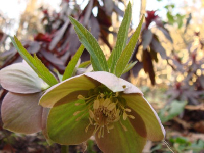 H.purpurascensJPG.jpg