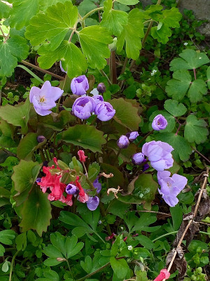2021-04-16 Jeffersonia dubia.jpg