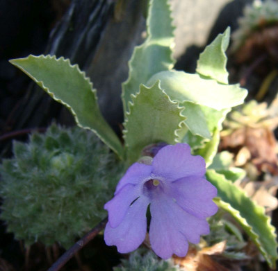 Primula marginata Spitzblatt21.jpg
