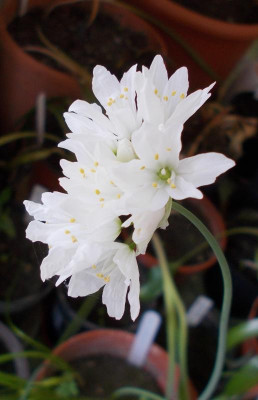 DSCN2779_Allium_zebdanense.jpg