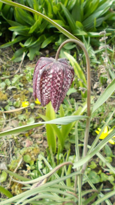 DSCN2789_Fritillaria_meleagris.jpg