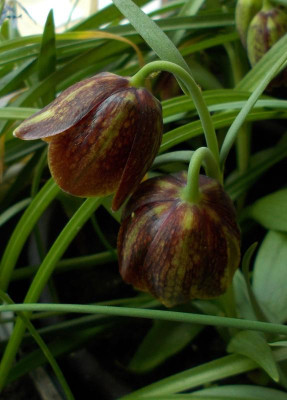 DSCN2777_Fritillaria_davisii.jpg
