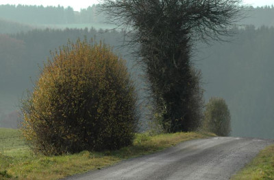 Wege_1_18-11-2007.jpg