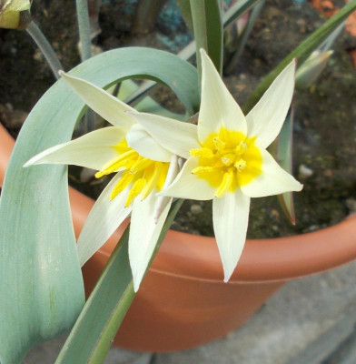DSCN2780_Tulipa_binutans.jpg